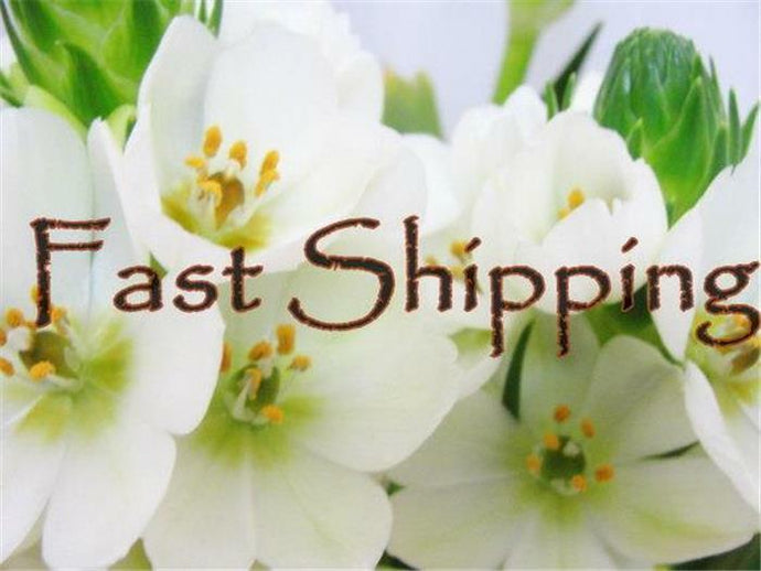 Hadar Designers EXPRESS AIRMAIL -  FAST SHIPPING  $15